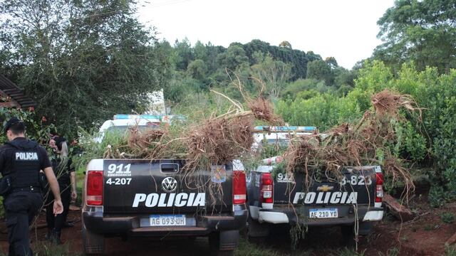 Desarticulan una plantación de marihuana en San Pedro y detienen a un agricultor.