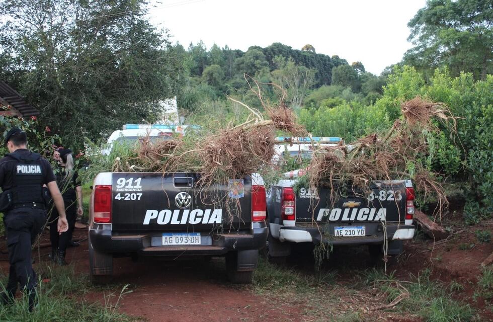Desarticulan una plantación de marihuana en San Pedro y detienen a un agricultor