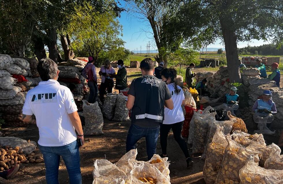 AFIP investigó en campos de papa en Tandil y la zona y descubrió a más de 15 trabajadores en una trágica situación
