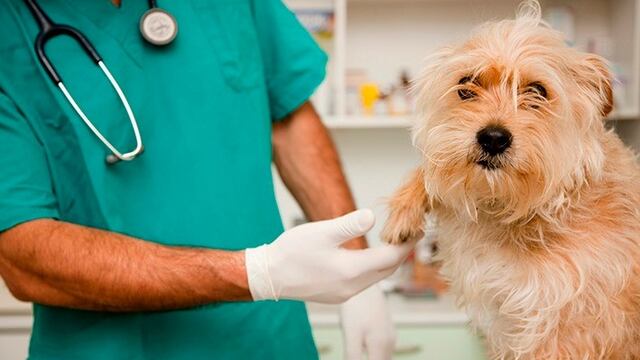 Campaña de vacunación antirrábica en Pujato