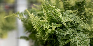 Estas plantas pueden atraer alacranes y plagas peligrosas si no se les da el cuidado correcto.