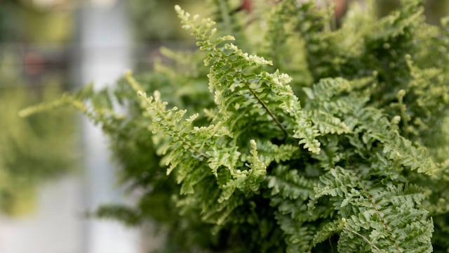 Estas plantas pueden atraer alacranes y plagas peligrosas si no se les da el cuidado correcto.