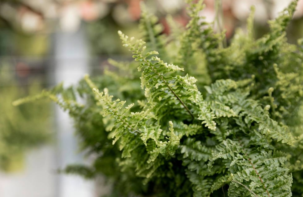 Advierten que estas 3 plantas pueden traer plagas peligrosas en el jardín de las casas