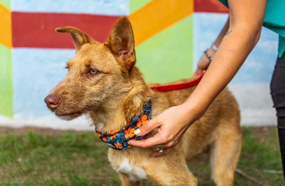 Nuevas ubicaciones de los quirófanos móviles para animales