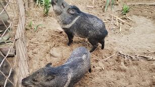 La Policía ambiental, en conjunto con Patrulla Rural, rescató un loro, una corzuela, un flamenco y 9 pecaríes de collar que se tenían ilegalmente en un domicilio de La Para. Los animales se trasladaron a la reserva Tatú Carreta, donde reciben asistencia.