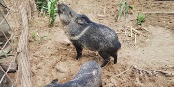 La Policía ambiental, en conjunto con Patrulla Rural, rescató un loro, una corzuela, un flamenco y 9 pecaríes de collar que se tenían ilegalmente en un domicilio de La Para. Los animales se trasladaron a la reserva Tatú Carreta, donde reciben asistencia.