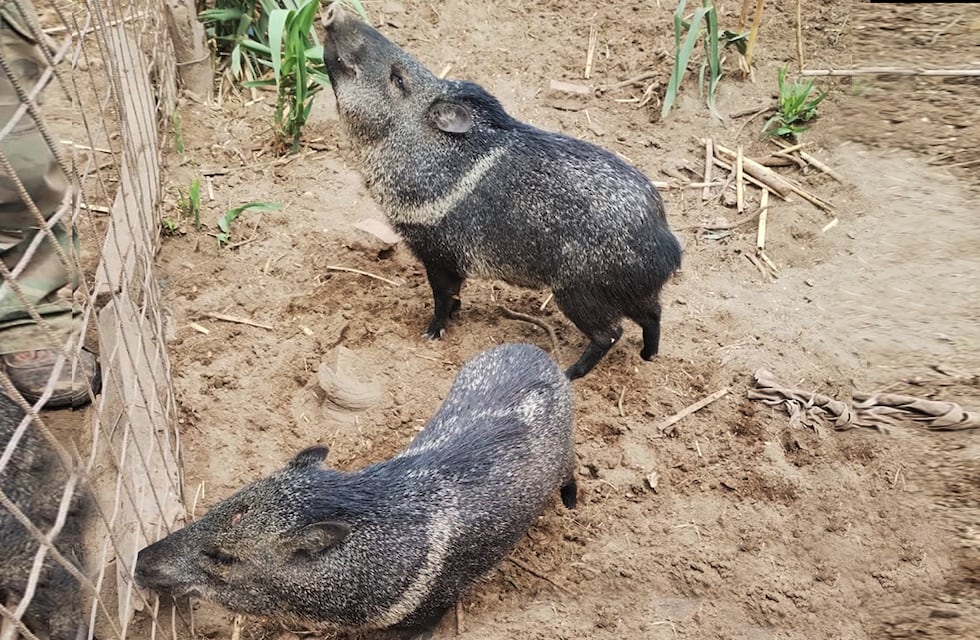 Punilla: trasladan al Tatú Carreta nueve pecaríes de collar y un flamenco