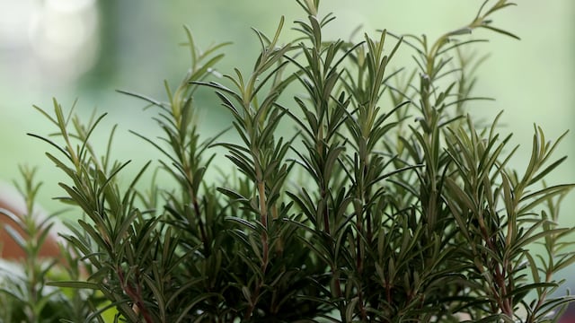 Las hierbas medicinales son utilizadas para ayudar al organismo.