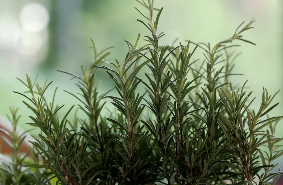 En Córdoba, crecen 3 hierbas recomendadas para limpiar el organismo: cuáles son y cómo usarlas