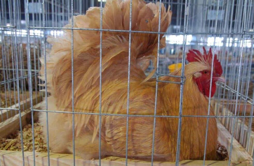 Avances con la ordenanza de cría de aves de corral