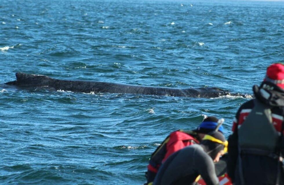 Increíble rescate de una ballena encallada en el Canal Beagle