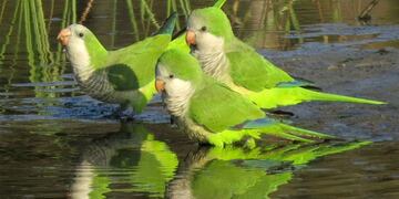 El Iscamen definirá el presupuesto para combatir de manera incruenta la plaga de catas que afectan los oasis mendocinos. Gentileza