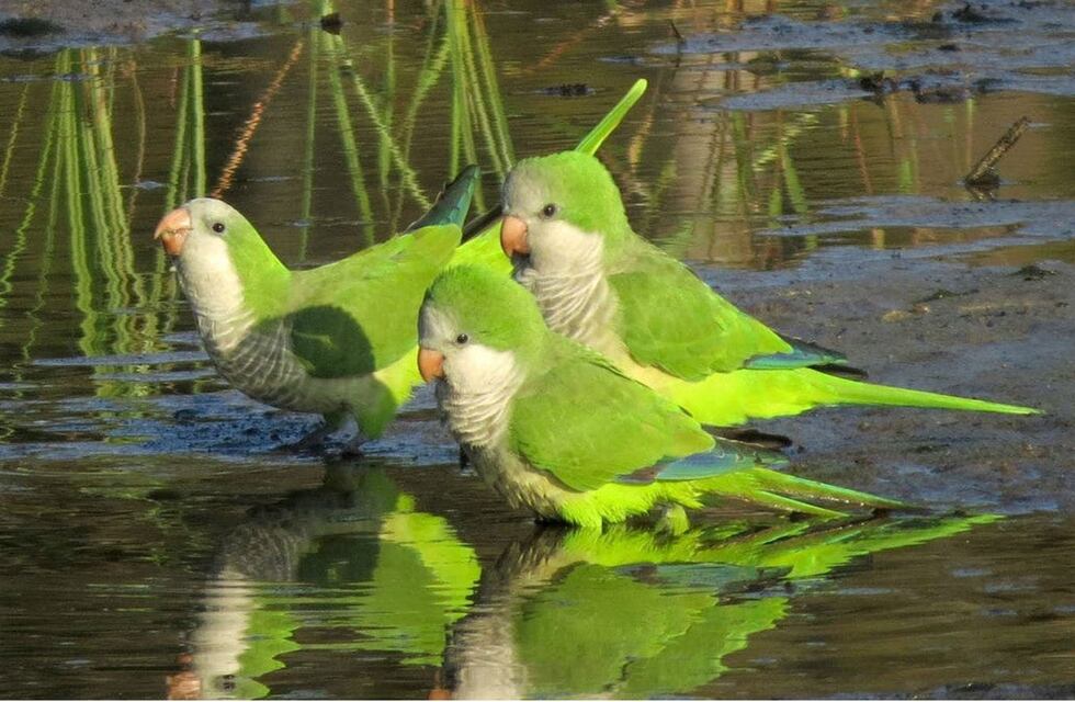 Definen presupuesto para combatir la plaga de catas