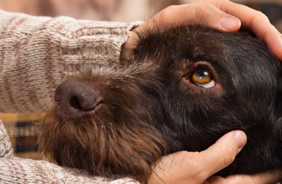Rescatistas de animales de Resistencia recomiendan cuidar a nuestras mascotas durante las fiestas