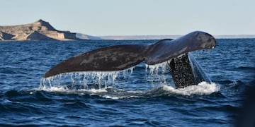 El impresionante video de la ballena con su bebé en Chubut.