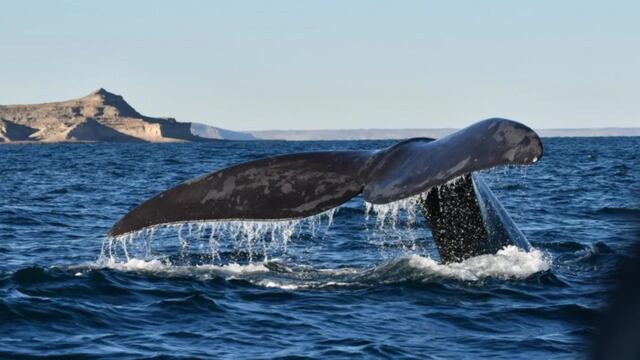 El impresionante video de la ballena con su bebé en Chubut.