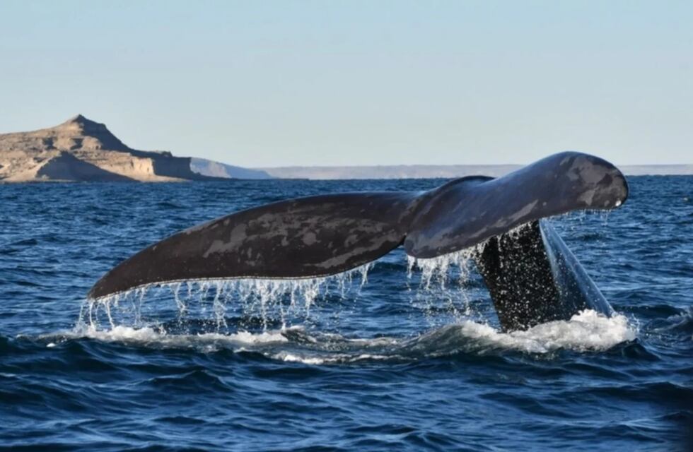 “Una tarde normal en Puerto Madryn”: el increíble avistaje de ballenas en la Patagonia