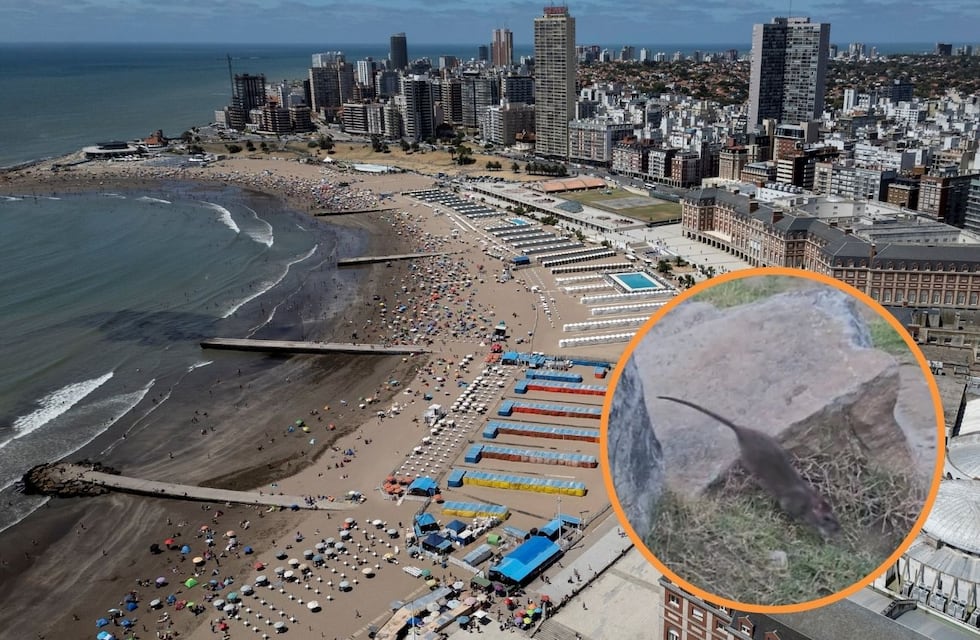Semana Santa 2025: preocupación por la invasión de ratas en Mar del Plata