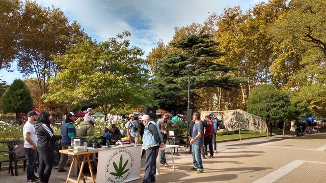 El 20 de diciembre de 2019 la Agrupación Marplatense de Cannabicultores con el patrocinio letrado del Dr. Franco Bertolini, presentó un habeas corpus preventivo colectivo para hacer cesar el hostigamiento policial hacia las personas usuarias de sustancias.