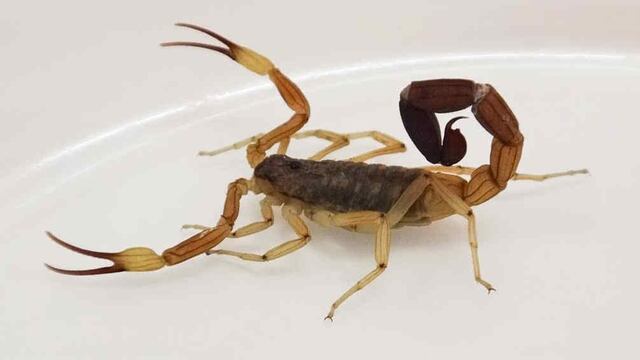 Un pequeño fue picado por un alacrán en un colegio de Córdoba. (Archivo)