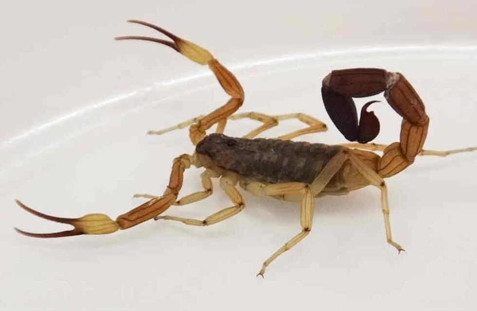 Bullying en Córdoba: dieron de alta al niño picado por un alacrán e investigan el caso