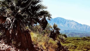 Algarrobos, quebrachos colorados y palmeras caranday rodean el rincón natural de Córdoba.