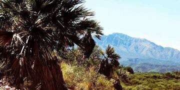 Algarrobos, quebrachos colorados y palmeras caranday rodean el rincón natural de Córdoba.