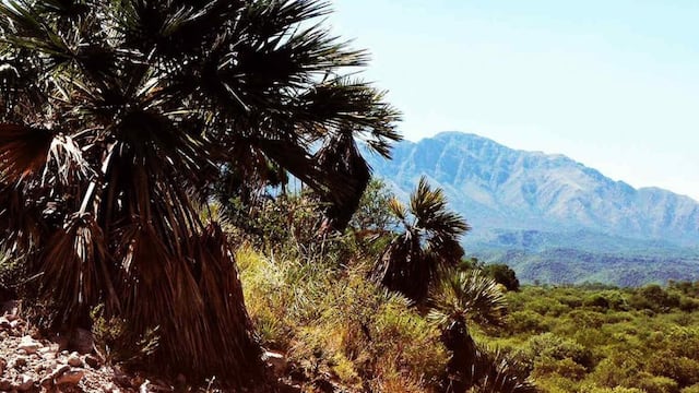 Algarrobos, quebrachos colorados y palmeras caranday rodean el rincón natural de Córdoba.