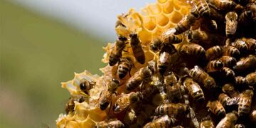 Charla para Apicultores en Gualeguaychú. Foto: Web.