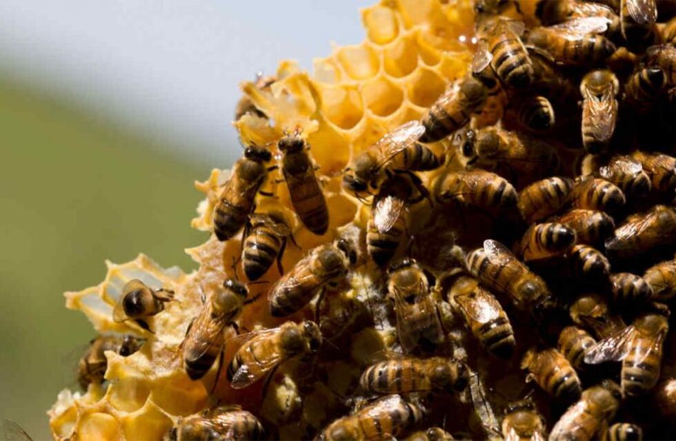 La Facultad de Bromatología UNER realiza una charla para Apicultores en Gualeguaychú