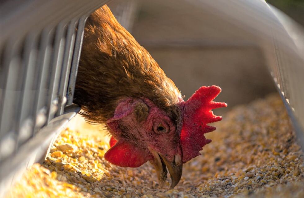Confirman casos de gripe aviar en gallinas y patos de una localidad de Santa Fe