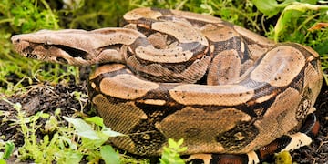Boa Constrictora. (Imagen ilustrativa)