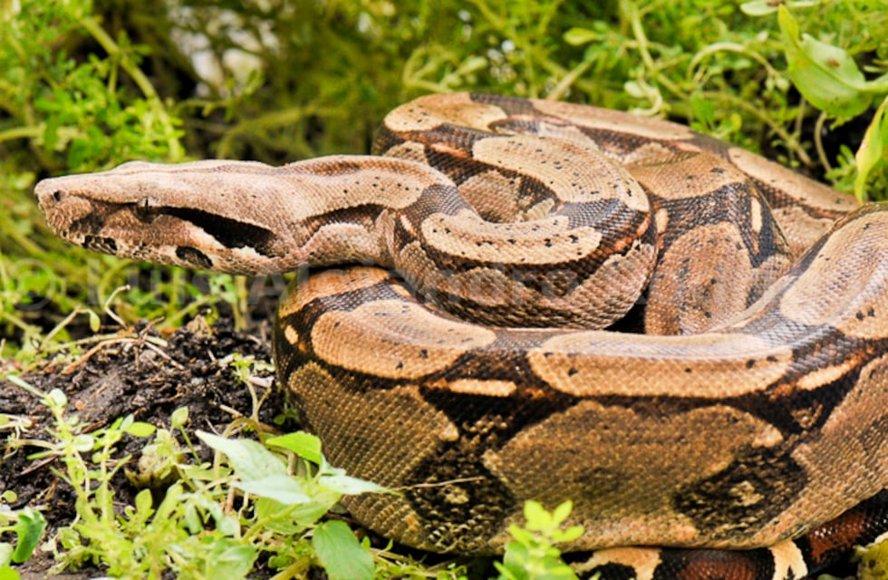 Susto en la calle: atrapan una boa de gran tamaño en una plazoleta de la Capital