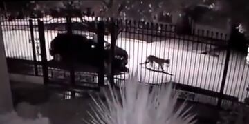 Cámaras de seguridad de un registró las imágenes cuando un puma caminaba por una de las calles de Tupungato, cerca del club Social.