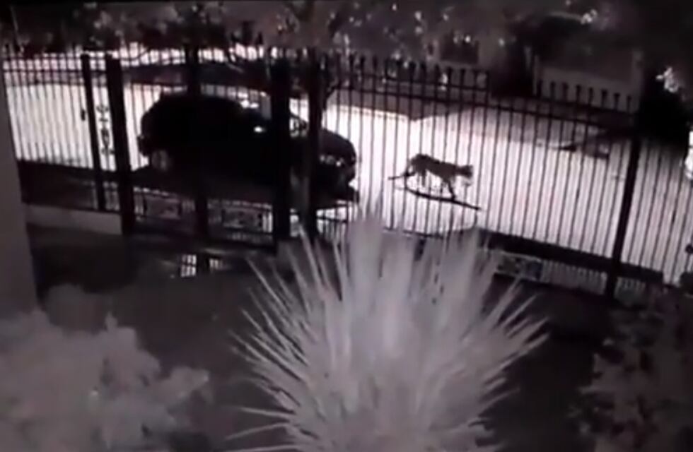 Un puma caminó muy tranquilo por las calles de Tupungato