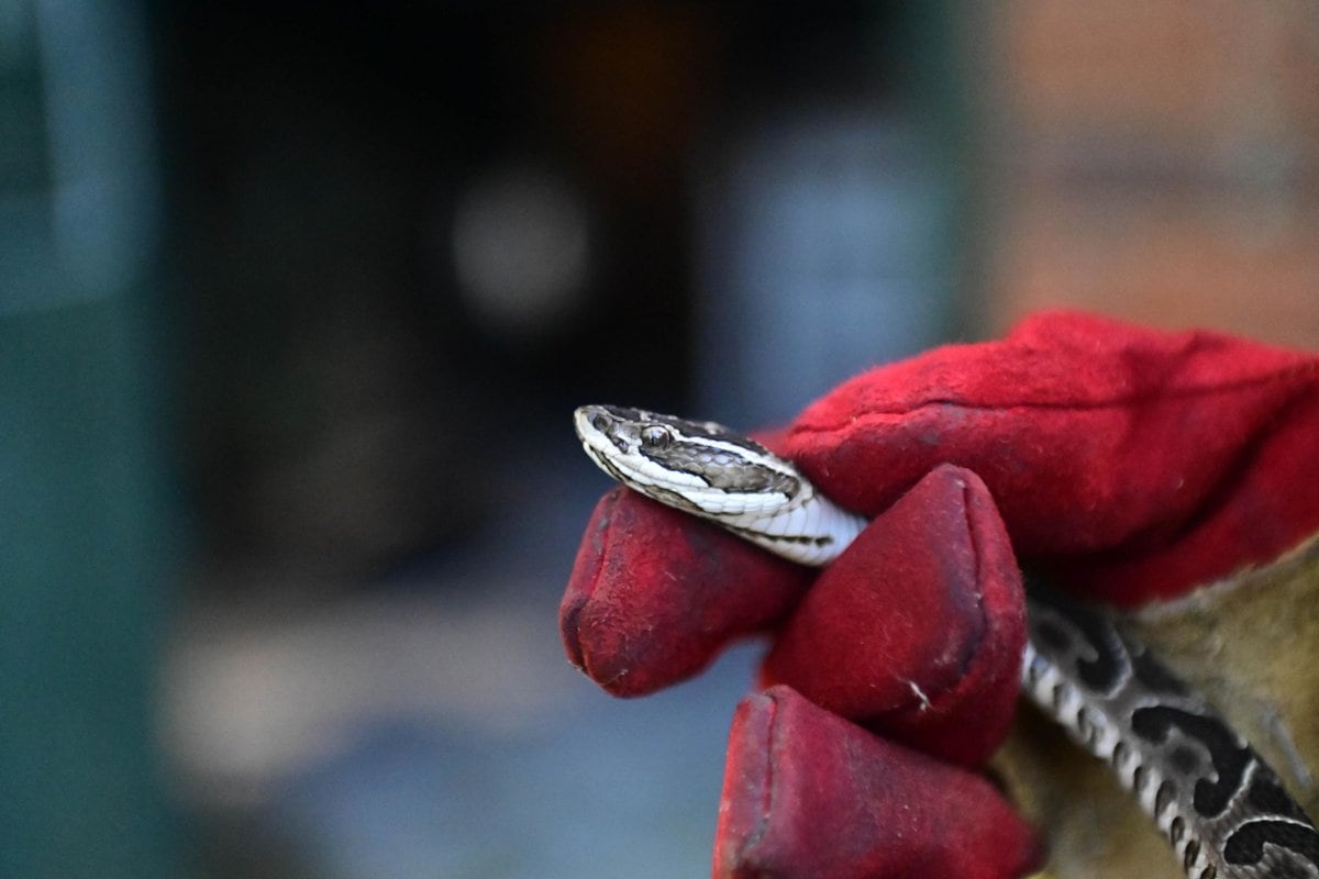 Yararás, (Bothrops alternatus)