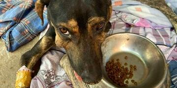 Le tiraron agua hirviendo a un perro y fue rescatado en Corrientes.