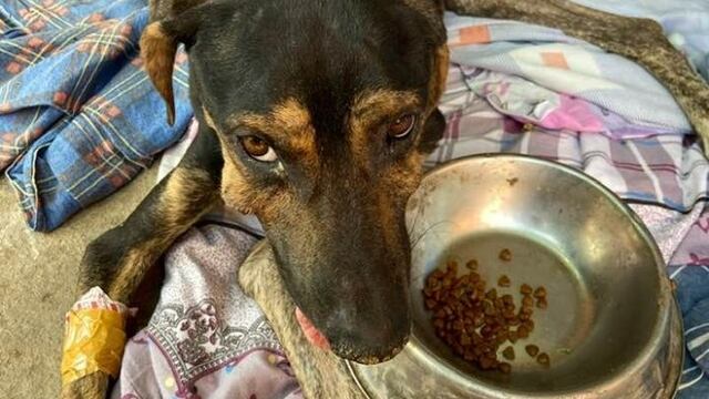 Le tiraron agua hirviendo a un perro y fue rescatado en Corrientes.