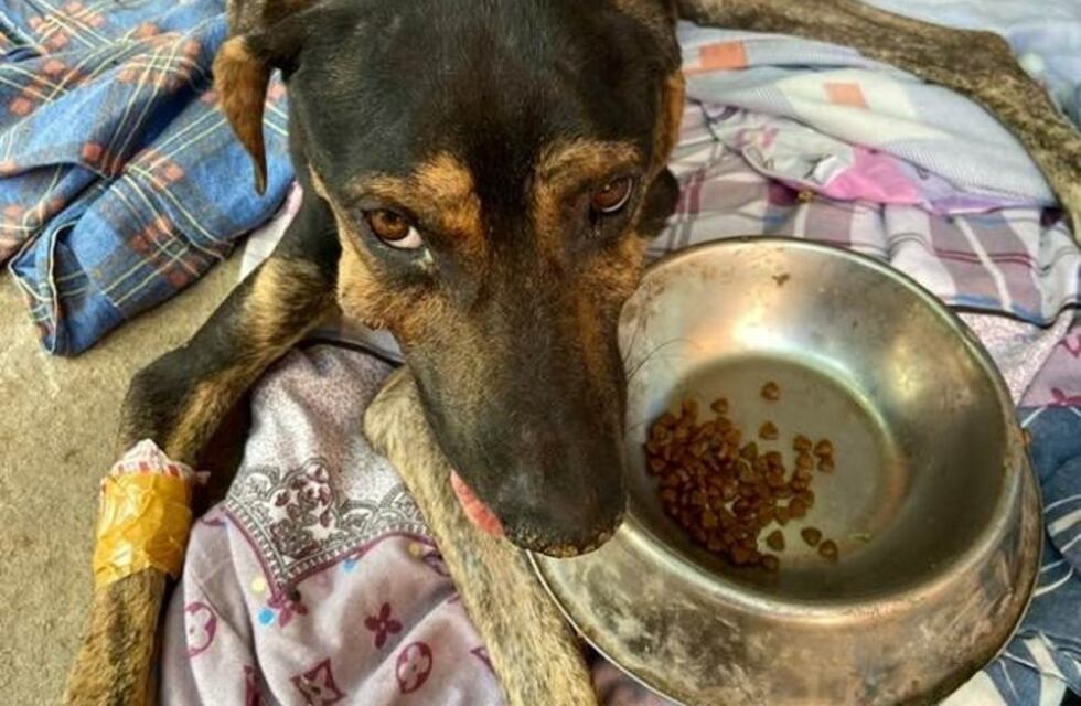 Rescate solidario: le tiraron agua hirviendo a un perro y una abogada lo salvó