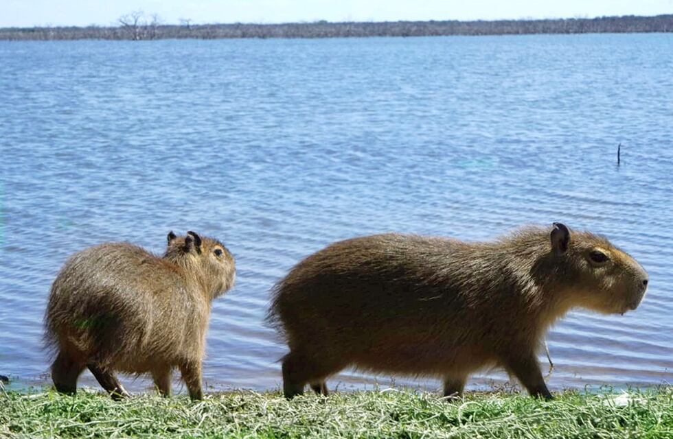Se volvió a habilitar la caza deportiva de carpichos en Corrientes