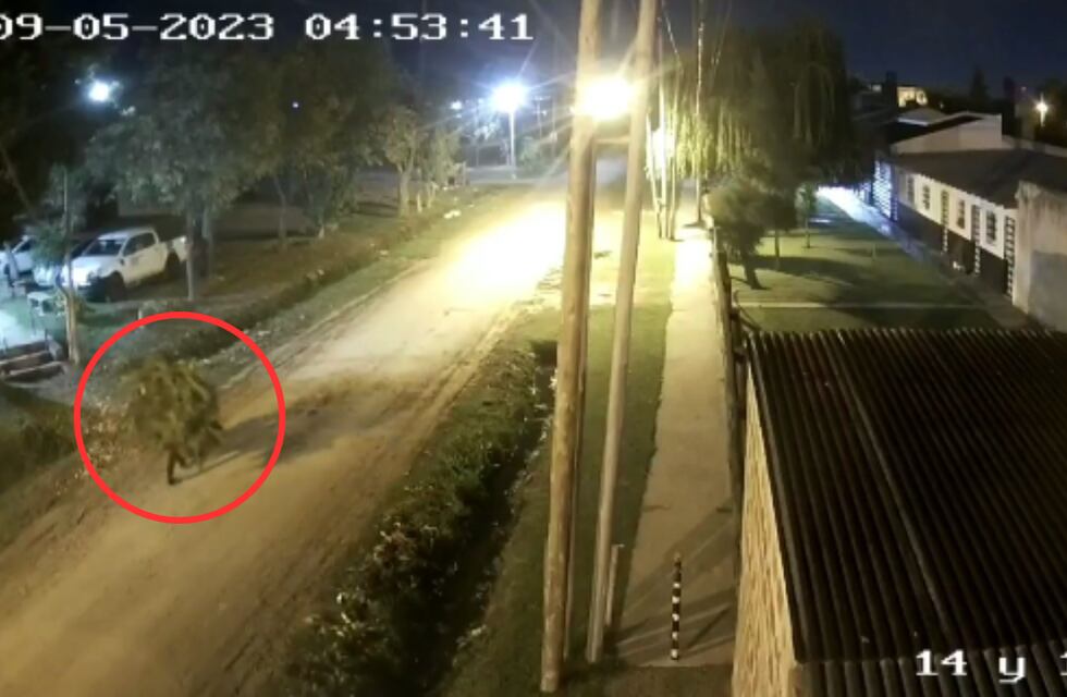 Insólito fuga en La Plata: fue a comprarle una planta de marihuana, lo asesinó y se llevó la planta al hombro