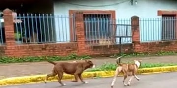 Puerto Iguazú: denunció que dos pitbulls la atacaron y mataron a su perra.