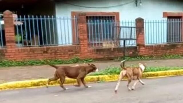 Puerto Iguazú: denunció que dos pitbulls la atacaron y mataron a su perra.