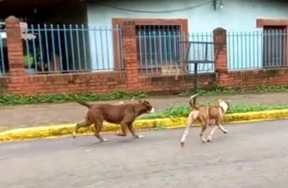 Puerto Iguazú: denunció que dos pitbulls la atacaron y mataron a su perra