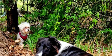 Evitar el golpe de calor en los animales.