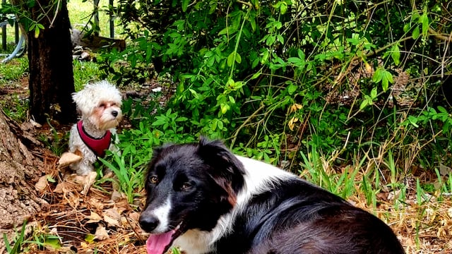 Evitar el golpe de calor en los animales.