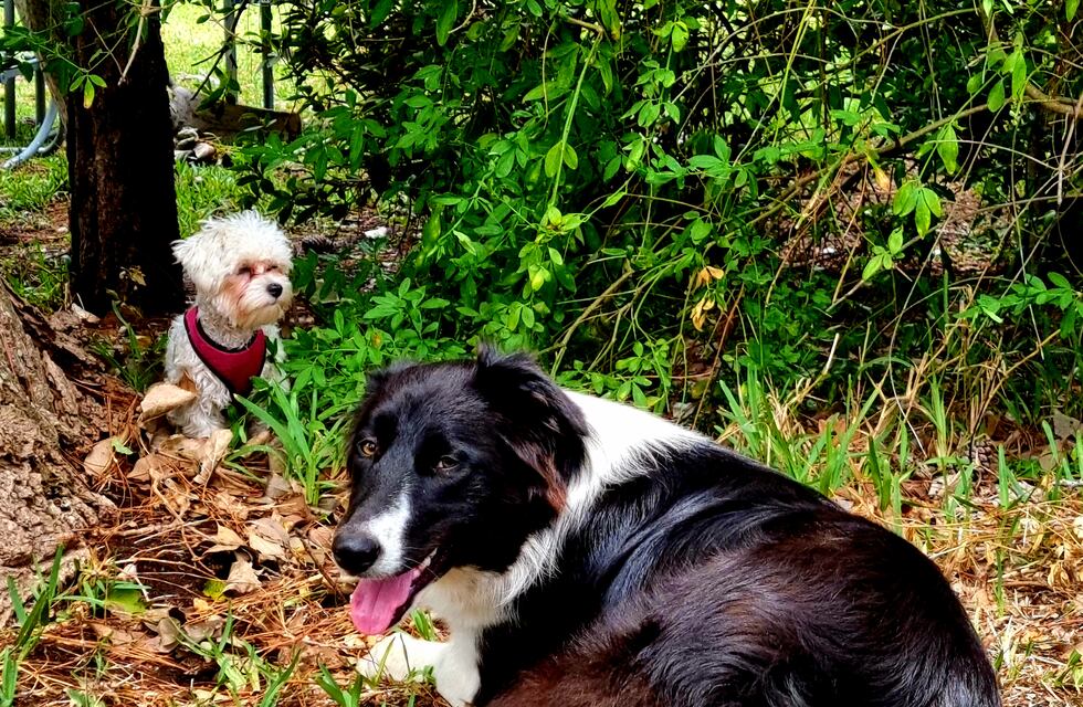 Verano: cómo evitar el golpe de calor en los animales