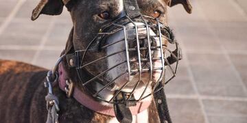 El uso de bozal es uno de los requisitos obligatorios.