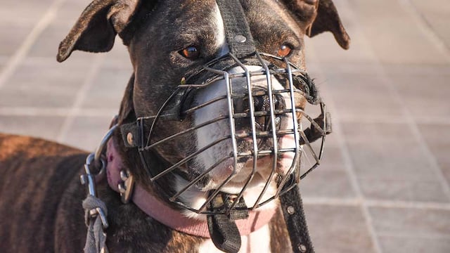 Perros peligroso, doce años de una Ley que no se aplica.