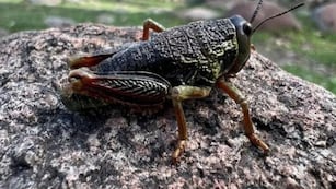 Tucura sapo, el insecto que preocupa a los productores agropecuario